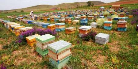 بیمه زنبورستان های کشور در برابر عوامل ویروسی با افزایش سطح بهداشت
