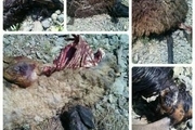 100 رأس گوسفند در حمله گرگ های گرسنه در محلات دریده شدند