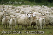 برای خرید گوسفند زنده به چه مواردی باید توجه کنیم