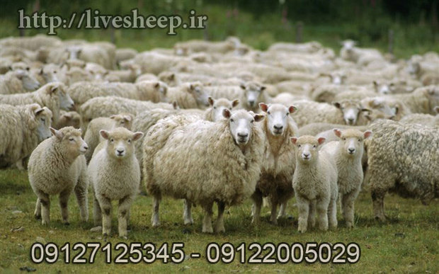 برای خرید گوسفند زنده به چه مواردی باید توجه کنیم