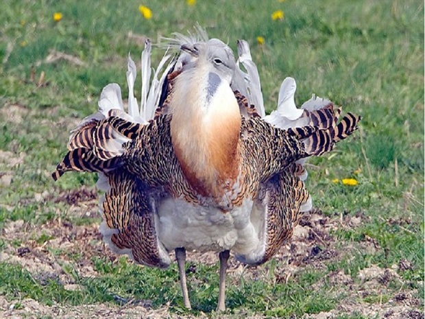خطر انقراض میش مرغ در مهمترین زیستگاه این پرنده نادر