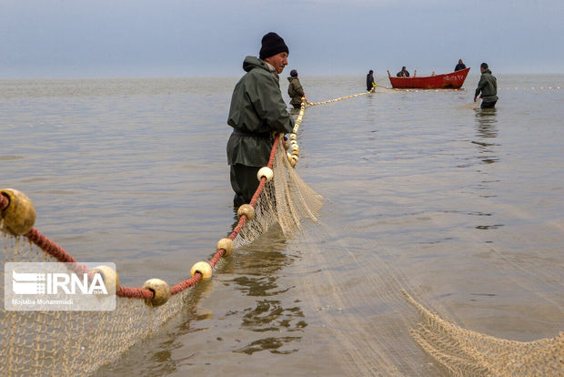 صید ماهی در گیلان ۲۶ درصد کاهش داشت