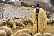 عکس روز نشنال جئوگرافیک؛ چوپانی در کنار گوسفندانش