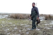 شکار پرندگان وحشی در شرق مازندران ممنوع شد