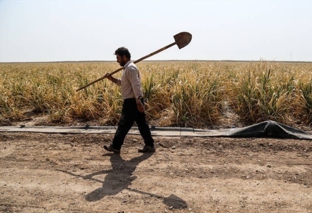 قطع برق، کشاورزی فارس را به مخاطره انداخته است