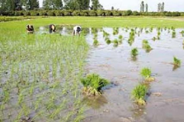 1300 هکتار از اراضی چرام زیرکشت برنج می رود