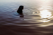 لجن درمانی در دریاچه ارومیه + تصاویر