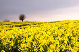 رشد 140 درصدی کشت دانه روغنی کلزا در بوکان