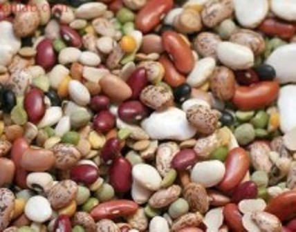 آغاز فرآوری 250 تن بذر لوبیای اصلاح شده در خمین