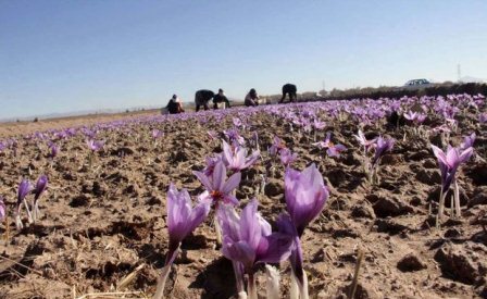 تولید زعفران  در استان مرکزی 30 درصد افزایش یافت