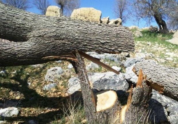 شهروند سنندجی بخاطر قطع درخت به مرجع قضایی معرفی شد