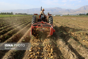 برداشت ۳۰ هزار تن سیب‎زمینی بهاره در استان