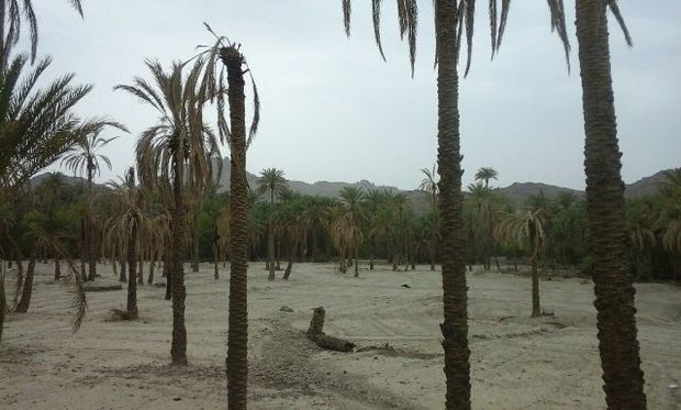 طرح آبیاری نوین راه حل مشکل خشکسالی در خاش
