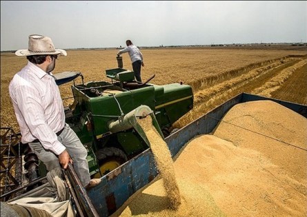 محلات صدرنشین تولید گندم با کیفیت در استان مرکزی