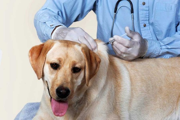 1115 قلاده سگ در مهاباد علیه بیماری هاری واکسینه شدند