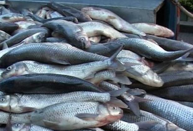 1450کیلوگرم ماهی قاچاق درگلستان کشف شد