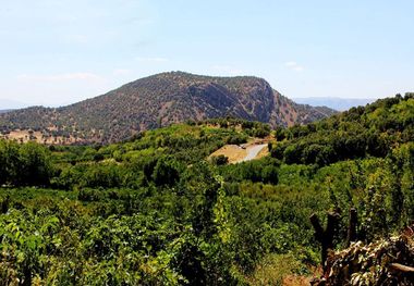 یک سوم تاکستان‌های خراسان شمالی بیمه است