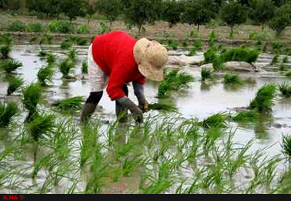 شالیکاران سنتی‌خور هر چه سریع‌تر نسبت به کشت برنج اقدام کنند