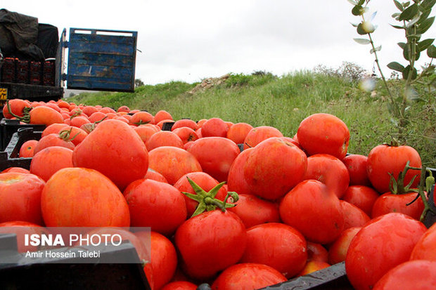 پیش‌بینی برداشت 60 هزار تن گوجه‌فرنگی از مزارع اسدآباد