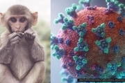 بیماری خطرناک جدید به چند کشور دیگر رسید + جزییات آبله میمون