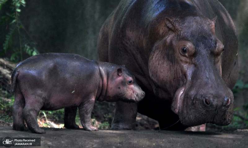 منتخب تصاویر امروز جهان- 11 مهر