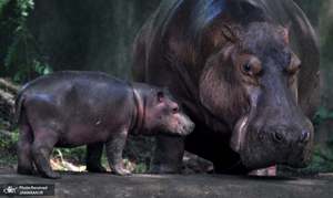 منتخب تصاویر امروز جهان- 11 مهر