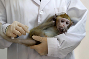 مرگ اولین چینی در اثر ابتلا به «ویروس میمونی»