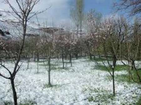 سرما و بارش برف بهار دیلمان را زمستانی کرد