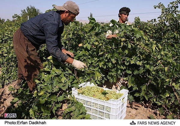 توسعه باغات دیم اولویت جهاد کشاورزی کردستان است