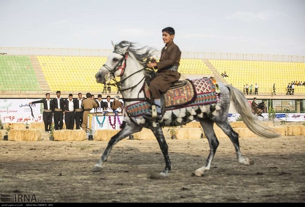 نژاد اسب کرد به نام کرمانشاه ثبت خواهد شد
