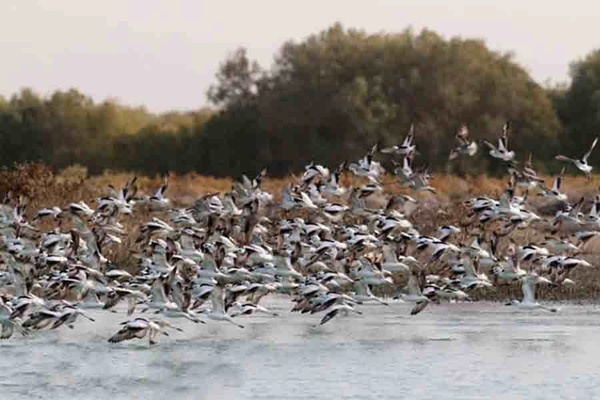 کاهش 18 درصدی فراوانی گونه‌های پرندگان در البرز  مشاهده‌نشدن مورد مشکوک آنفلوآنزای پرندگان در استان