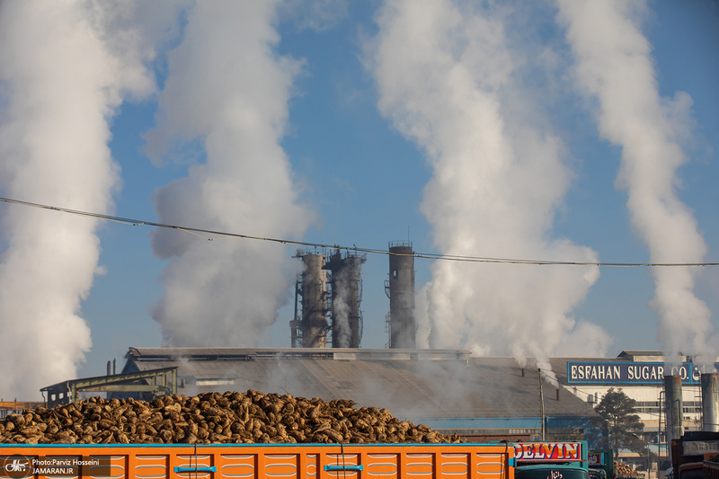 شوق شیرین تولید شکر / کارگران تولید قند و شکر