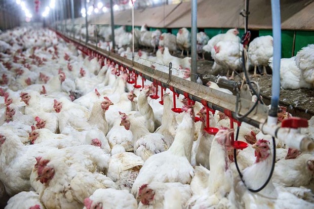 دغدغه تولیدکنندگان مرغ و تخم مرغ در قزوین