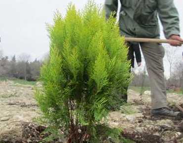 یک آلوده کننده محیط زیست در تاکستان به کاشت سه هزار هکتار درخت محکوم شد