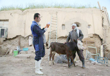 77هزار راس دام سیستان و بلوچستان علیه بیماری مایه کوبی شد