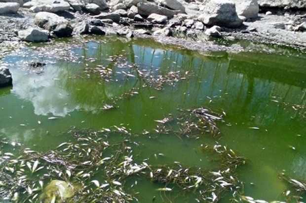 تعداد زیادی از آبزیان رودخانه قزل اوزن دیواندره تلف شد