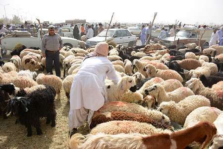 مردم ابرکوه دام قربانی را از مکانهای تحت نظارت دامپزشکی تهیه کنند