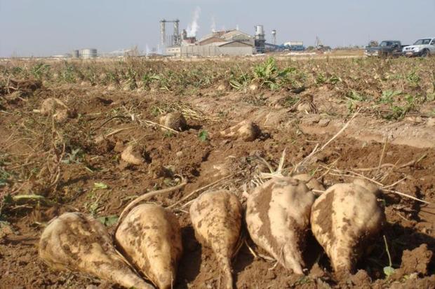 16 هزار تن شکر در کارخانه قند شمال خوزستان تولید شد