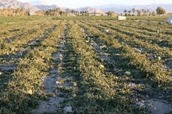 ۱۴ کارشناس کشاورزی مزارع غلات شهرستان البرز را رصد می‌کنند