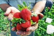 اشتغال 13 هزار بهره بردار کردستان در تولید توت فرنگی