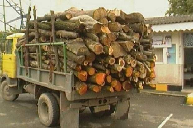 15 تن چوب غیرمجاز در خراسان شمالی کشف شد