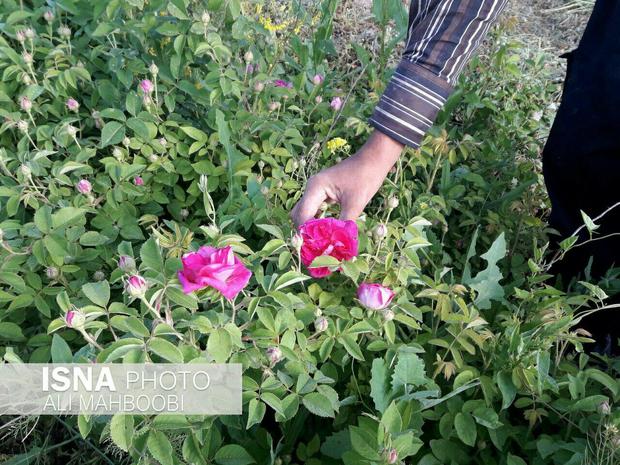 امسال 150 تن گل محمدی در خوی برداشت می شود