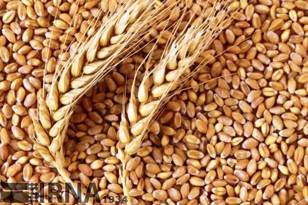 تولید ۵۱ هزارتن گندم در دلفان