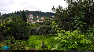 روستای سلیم آباد تنکابن؛ اینجا همه چیز سبز است