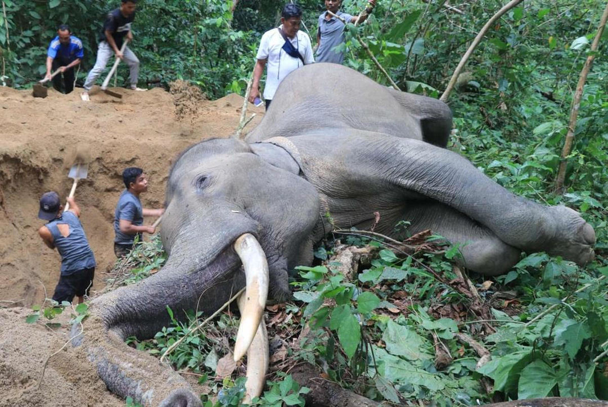 تصویری باورنکردنی از دفن یک فیل غول پیکر در اندونزی