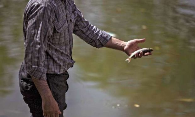 ماهیان گرفتار در رودخانه زهره نجات یافتند