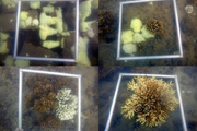 آبسنگ های مرجانی خلیج چابهار دچار سفید شدگی گسترده شدند