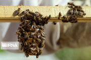 دوره آموزشی استحصال زهر زنبور عسل در همدان برگزار شد