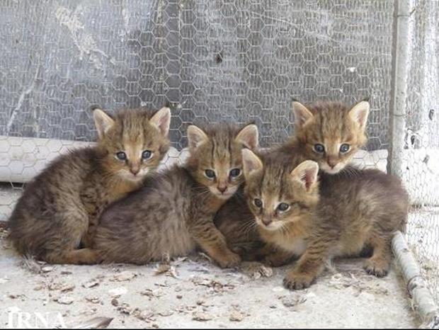 بچه های گربه جنگلی به محیط زیست غرب گلستان تحویل شد