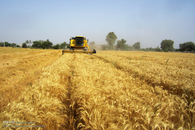 گندم کشاورزان خراسان شمالی در 30 مرکز خریداری می شود